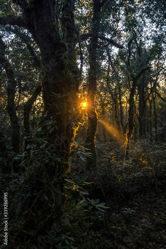 Sunrise in the forest © Emilio
