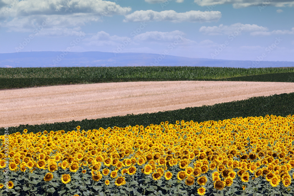 sunflower field in summer landscape agriculture