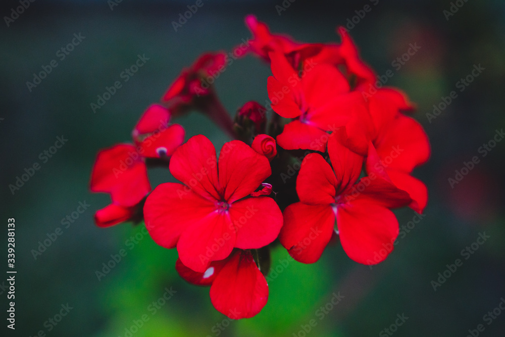 Small group of red flowers in the garden Small group of red flowers in the garden