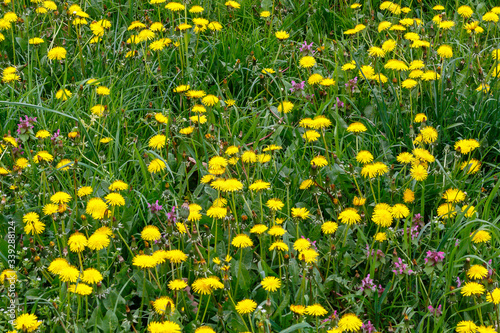 Beautiful Yellow Flowers in Spring Blossom