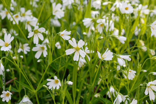 Beautiful White Flowers in Spring Blossom © bojanzivkovic
