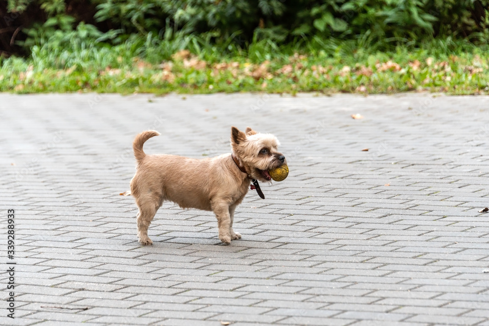 Cute little yorkshire terrier dog with a ball in his teeth in the park Cute little yorkshire terrier dog with a ball in his teeth in the park