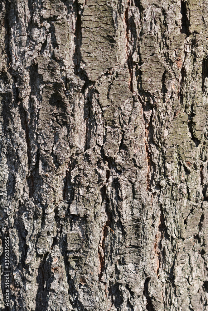 Obraz premium Eastern white pine