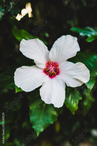 White hibiscus flower in the garden