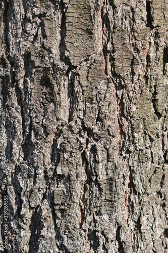 Fototapeta Naklejka Na Ścianę i Meble -  Eastern white pine