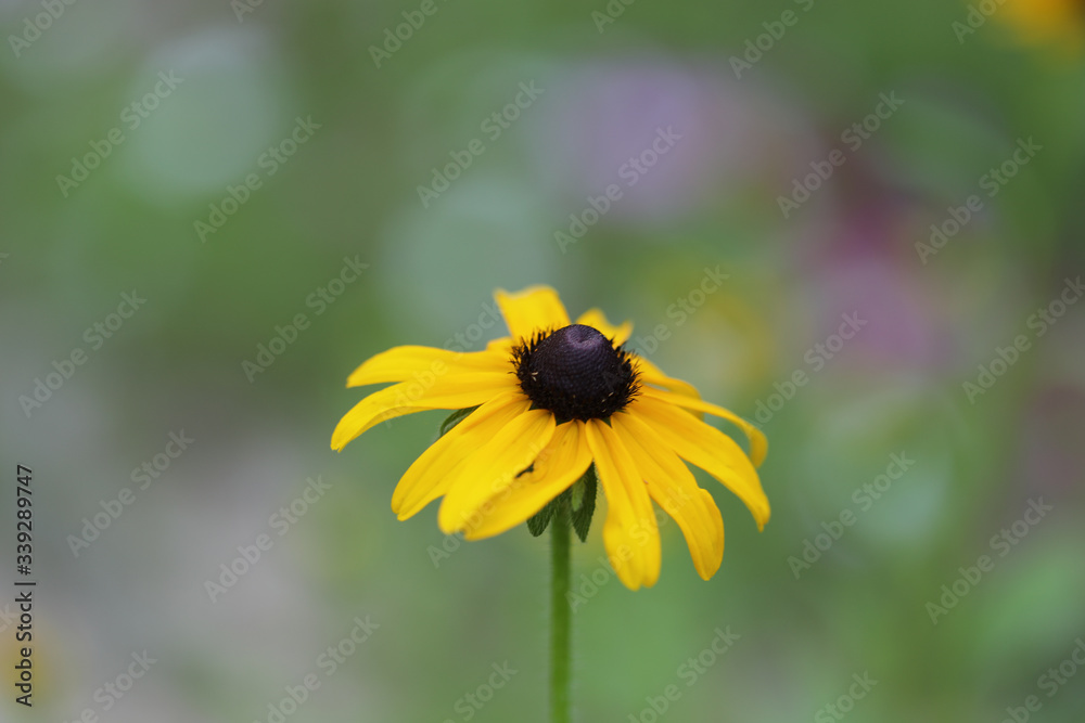 Yellow flower, black-eyed Susan