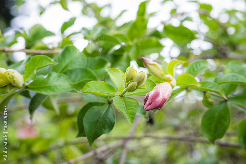 flower like a bell pink and green flower like a bell pink and green