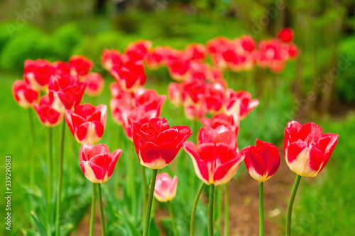 Red tulips on the lawn in spring. Selective focus