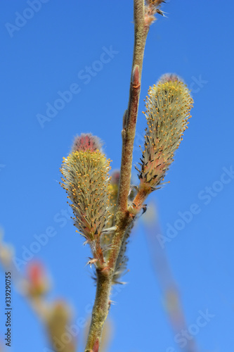Rose Gold Pussy Willow