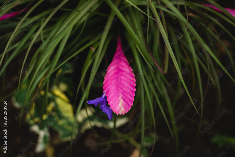 vriesea splendens flor o pluma de indio Stock Photo | Adobe Stock