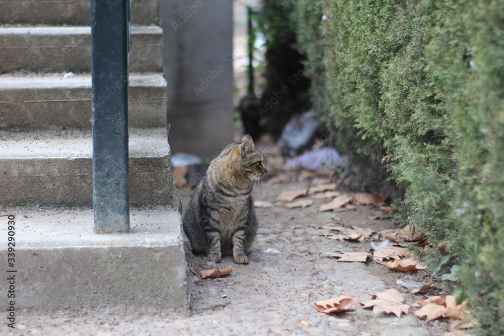 Obraz premium GATO CALLEJERO