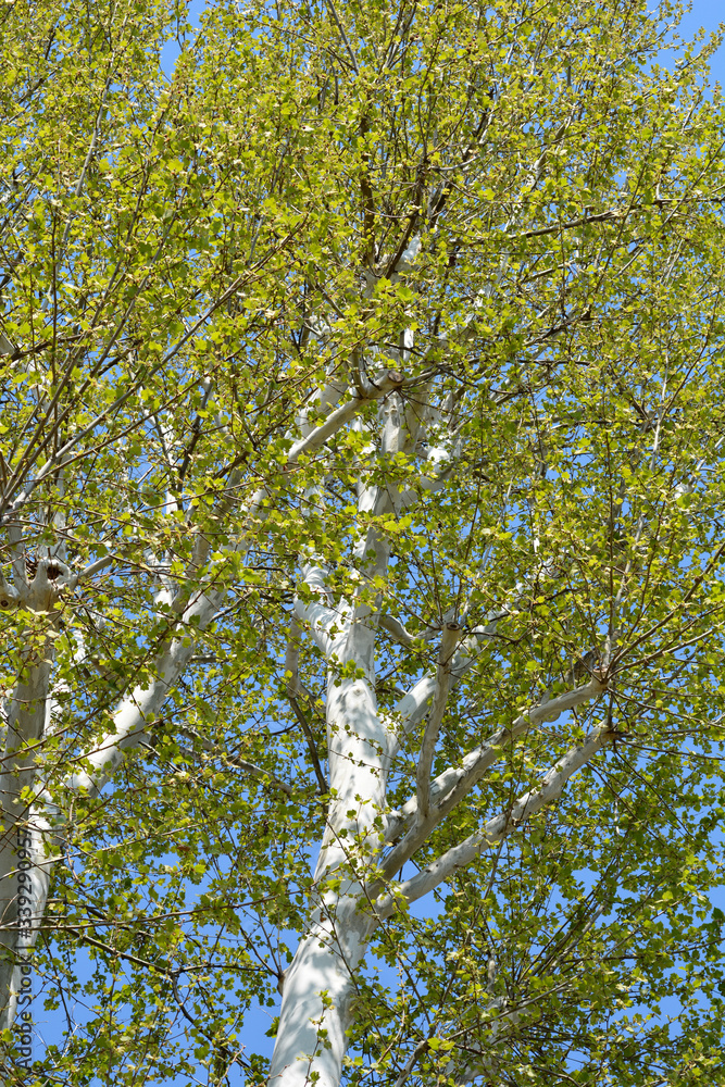 Fototapeta premium London plane