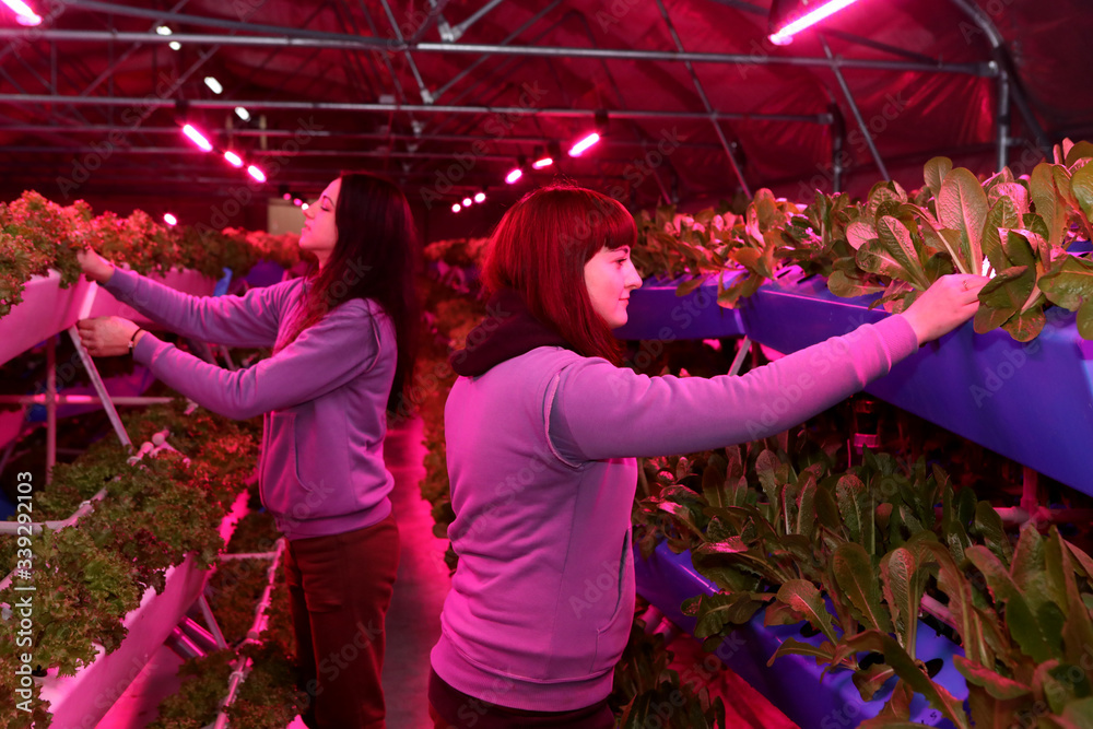 The girl works in the greenhouse. Growing plants aeroponics. Unique ...