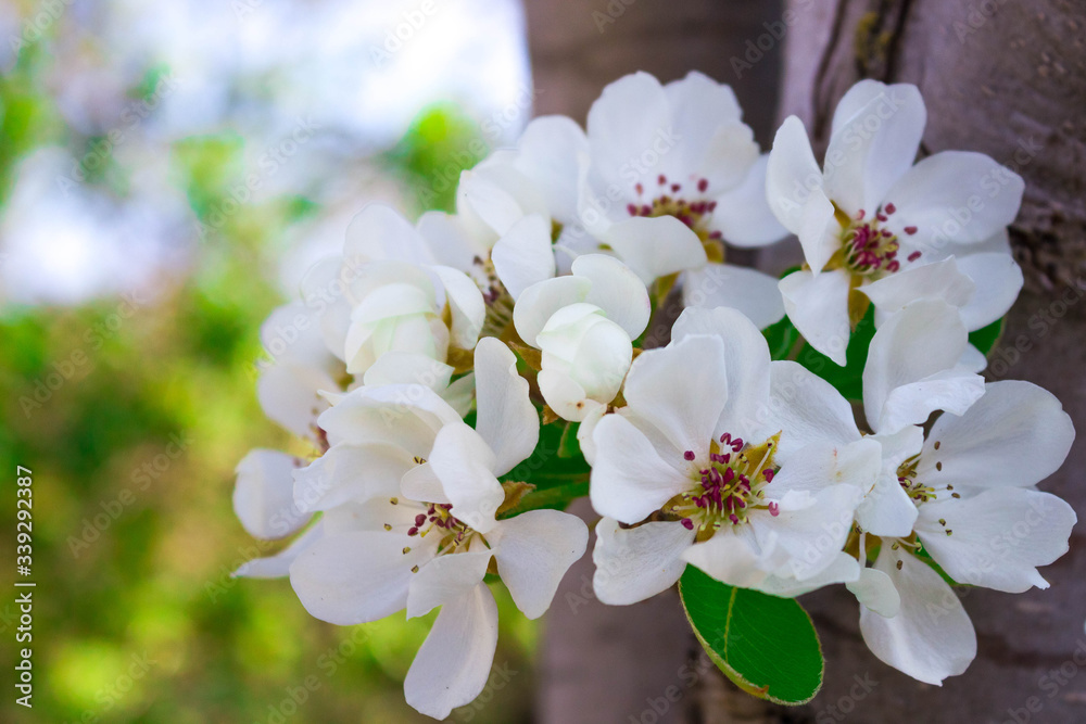 Orchard in spring. Blooming branch of a fruit-bearing pear tree with white flowers and green young leaves close-up in April on the HOMESTEAD, with the background blurred