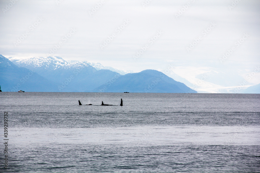 Orcas swimming in Alaska 