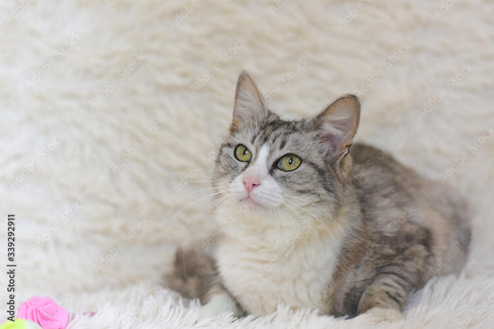Beautiful gray cat lies on a soft white carpet. Beautiful gray cat lies on a soft white carpet.