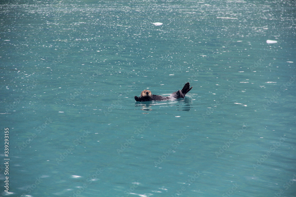 Fototapeta premium otter swimming (Alaska)