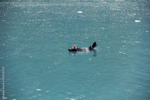 otter swimming (Alaska)