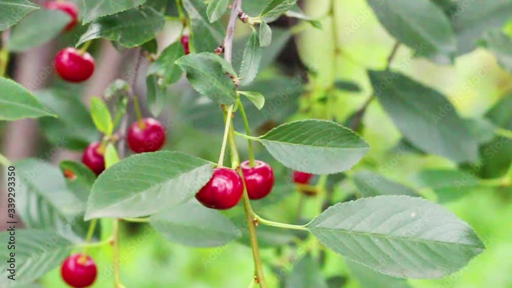 Ripe cherry on a branch in the garden. Useful and delicious berries. Ripe cherry on a branch in the garden. Useful and delicious berries.