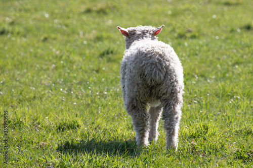 spring lamb photo