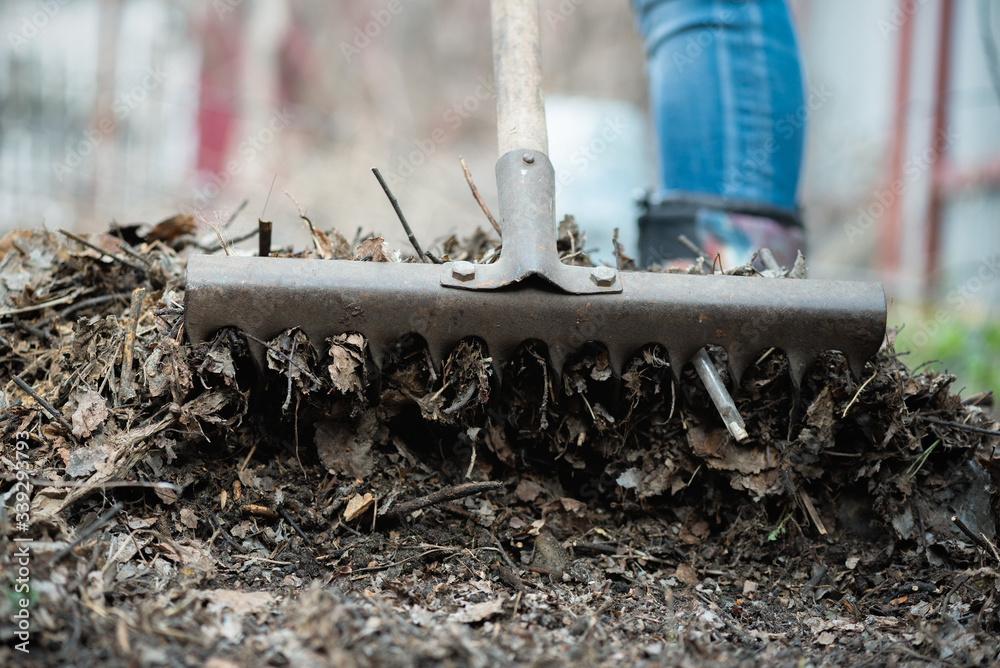 custom made wallpaper toronto digitalWoman is cleaning a fallen leaves with a rake close up.