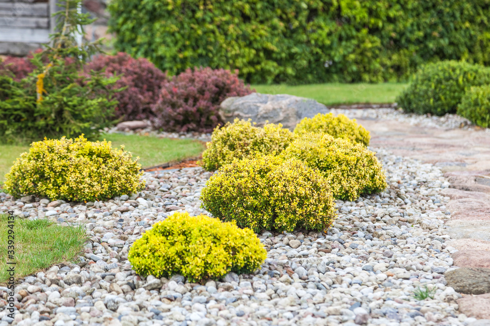 Hemispherical shrubs in landscaping.