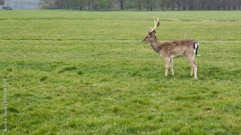 Fallow deer in a green clearing Fallow deer in a green clearing