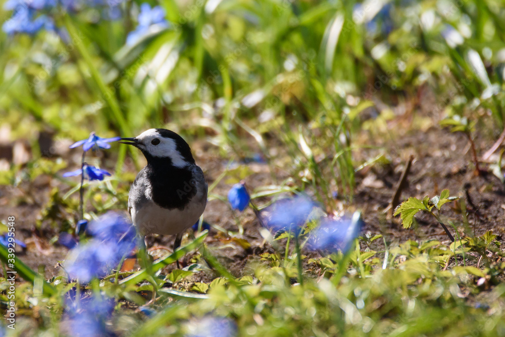 Selective focus photo. White wagtail, Motacilla alba bird on grass in park. Spring season. Selective focus photo. White wagtail, Motacilla alba bird on grass in park. Spring season.