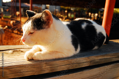 A lone cat sits in the warm sun photo