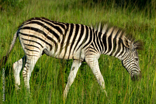 Beautiful zebra is eating some grass in the wildlife of Swaziland in South Africa