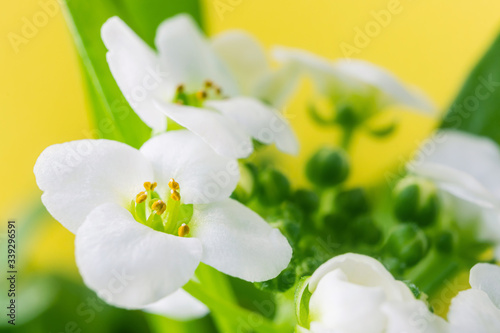 Macro white flower Alyssum (Lobularia maritima). Soft focus and blurry yellow background, copy space. The concept of spring, summer, environment day.