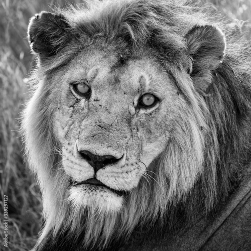 Portrait of a lion in Serengeti National Park in Tanzania during safari