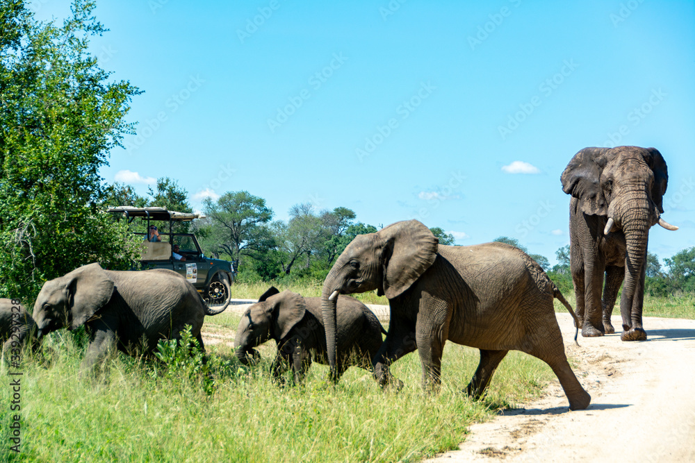 Fototapeta premium Elephant family is crossing the road in front of a safari 4x4 car in Kruger Park South Africa