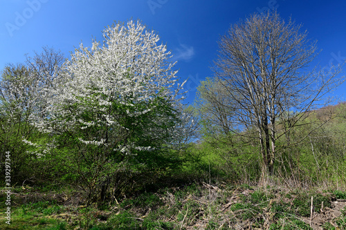 blühende Traubenkirsche (Prunus padus) im Bergischen Land (Wuppertal)
flowering bird cherry (Prunus padus) photo