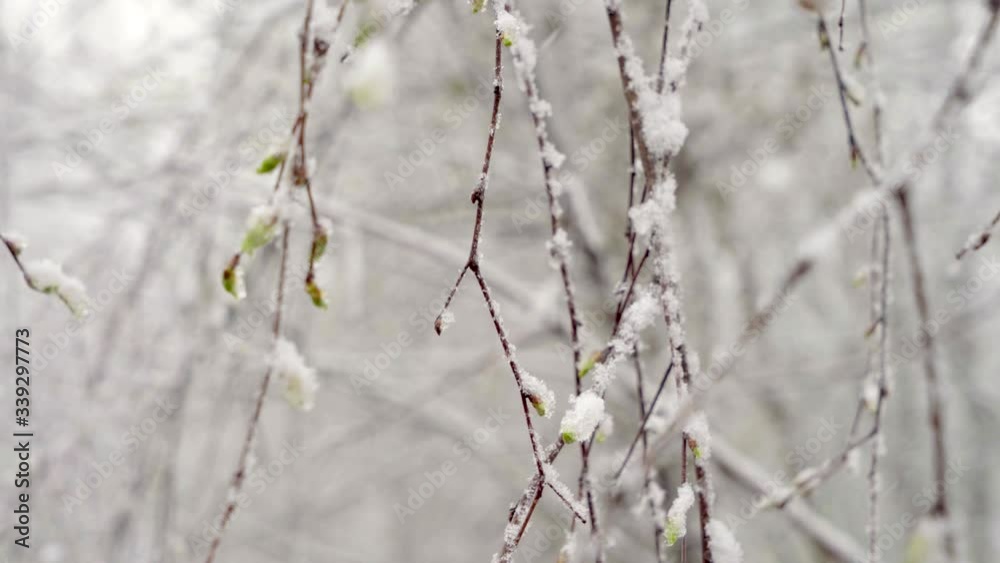 a sudden snowfall in mid-spring covered all the trees, birch flowers and young leaves with snow a sudden snowfall in mid-spring covered all the trees, birch flowers and young leaves with snow
