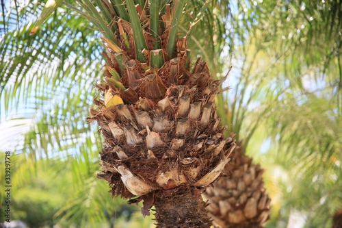 Closeup Palm