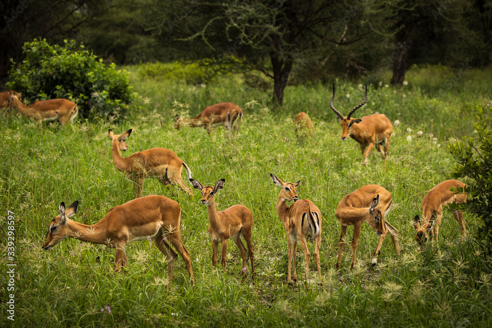 Group of impala in Safari Tarangire National Park of Tanzania. Group of impala in Safari Tarangire National Park of Tanzania.