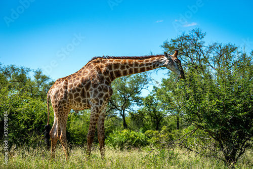 Wild giraffe during a safari in the Kruger National Park, Mpumalanga, South Africa