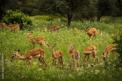 Group of impala in Safari Tarangire National Park of Tanzania.