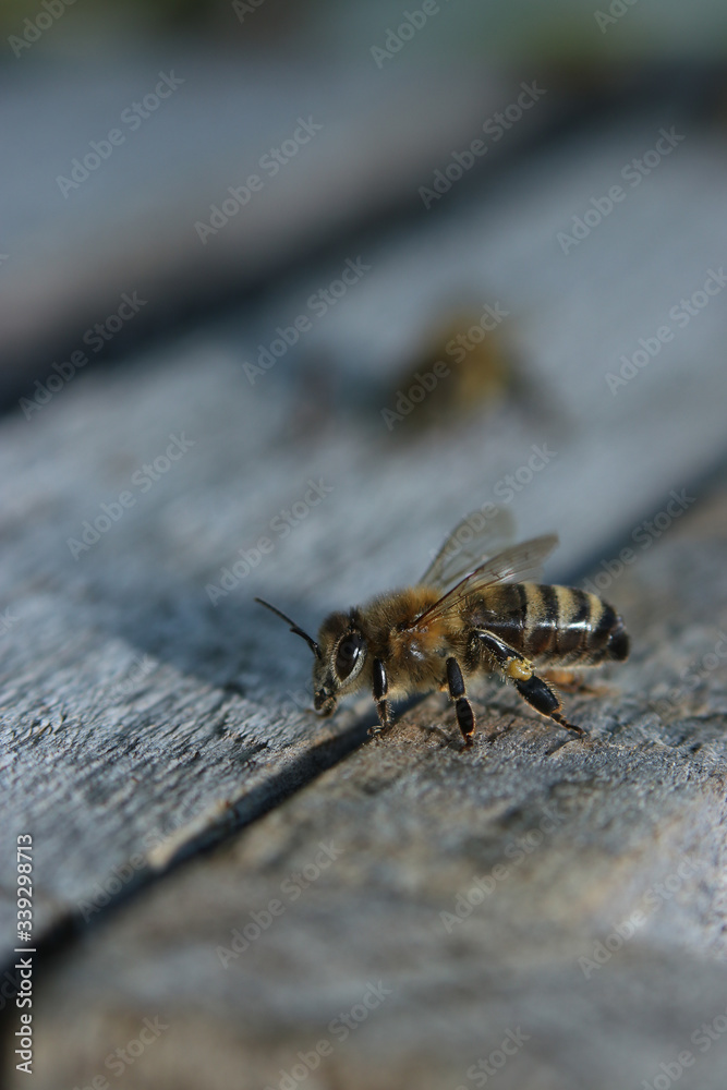 Obraz premium Ein fleißiges Bienchen
