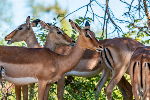 Springbok on safari in South-Africa, Kruger National Park, Mpumalanga photo