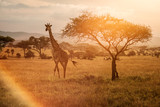 Giraffe at sunset near a tree in Serengeti National Park in Tanzania during safari with colourful background