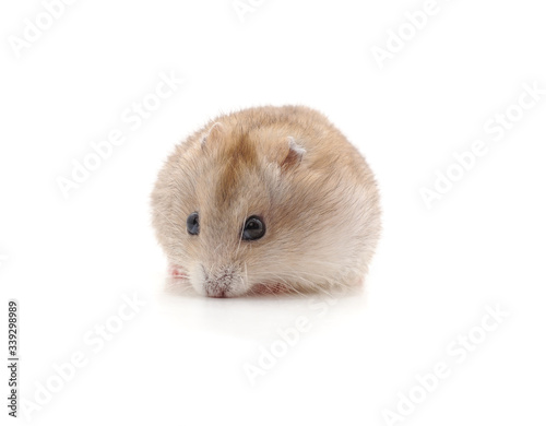 White little hamster.