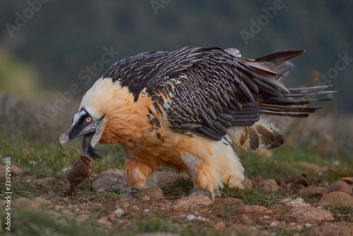 Wild Bearded Vulture eating bones.