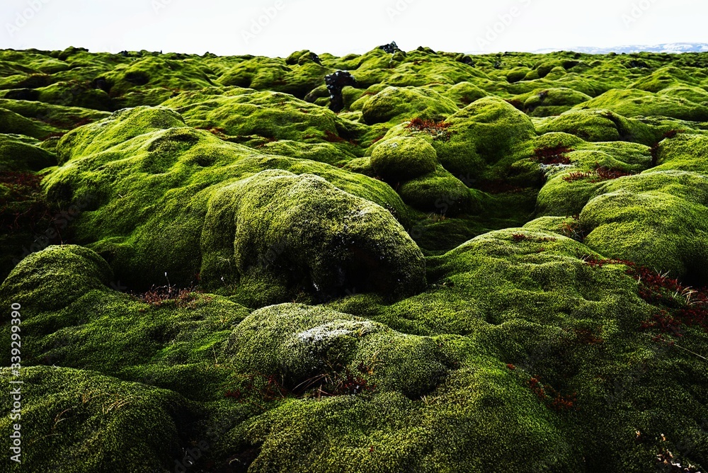 Moss Covered Rocks On Landscape - obrazy, fototapety, plakaty 