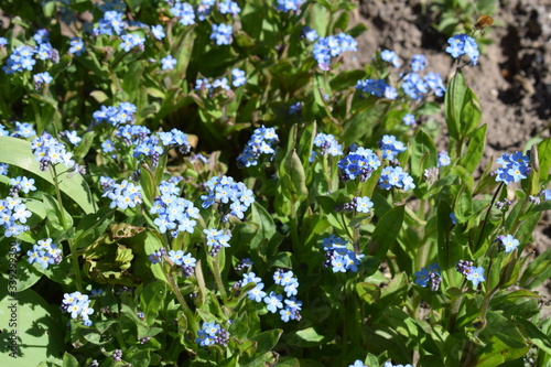 Myosotis