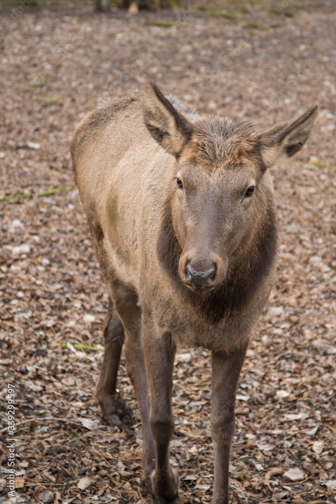 Fototapeta premium The maral is a true East Asian deer. Subspecies of red deer in the Altai mountains. vertical format