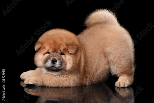 Εκτύπωση καμβά Funny playful chow chow puppy