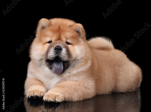 Cute fluffy chow chow puppy © adyafoto