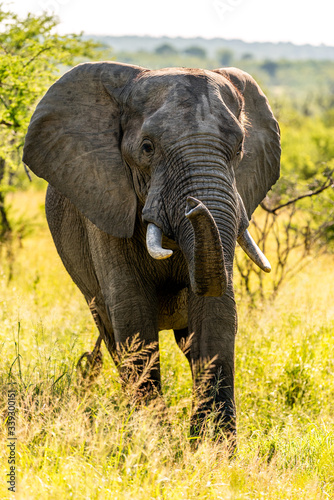 Wild elephant in the Kruger National Park on safari  South-Africa  Mpumalanga
